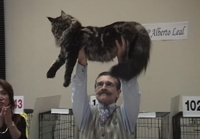 猫の写真