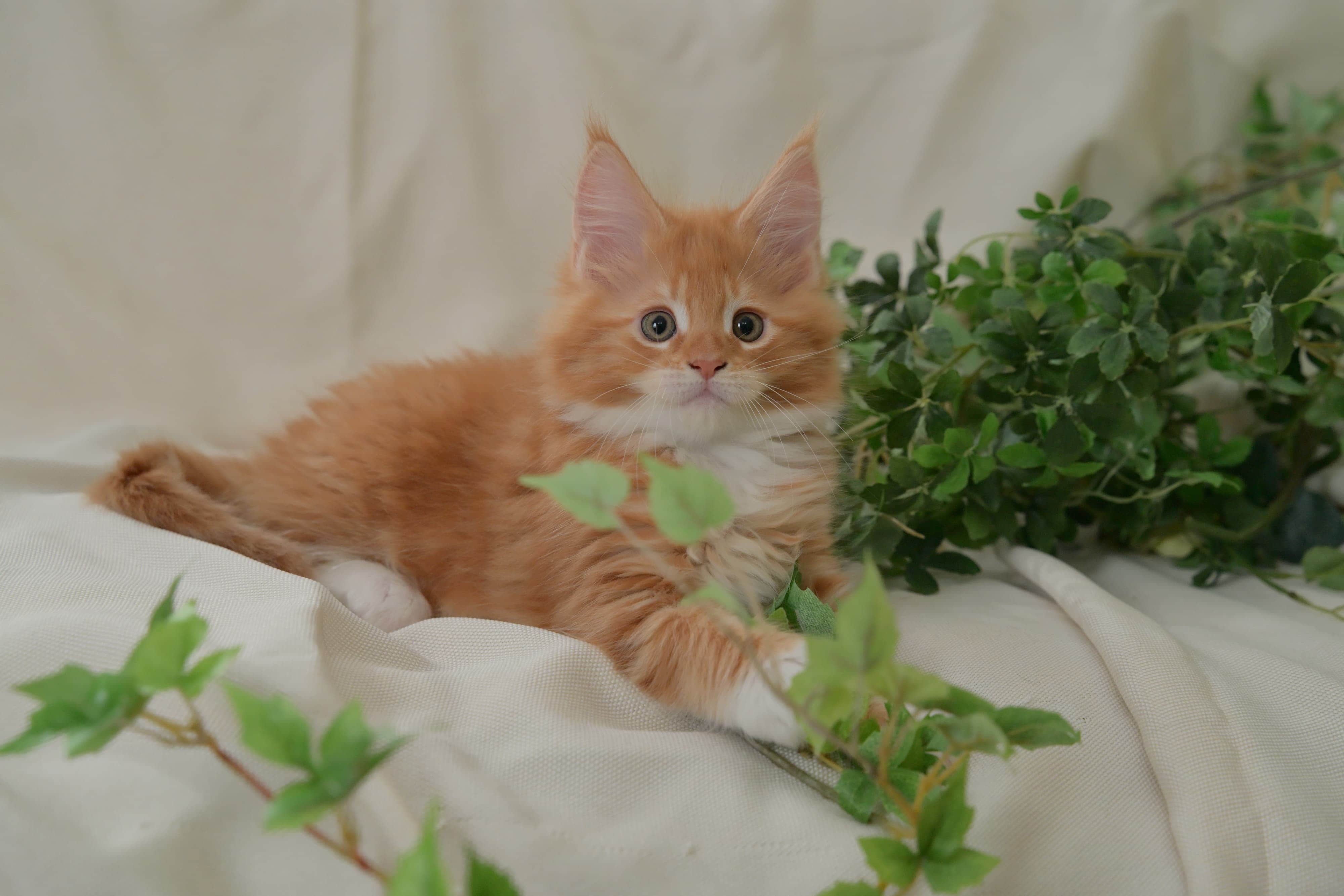 仔猫の写真