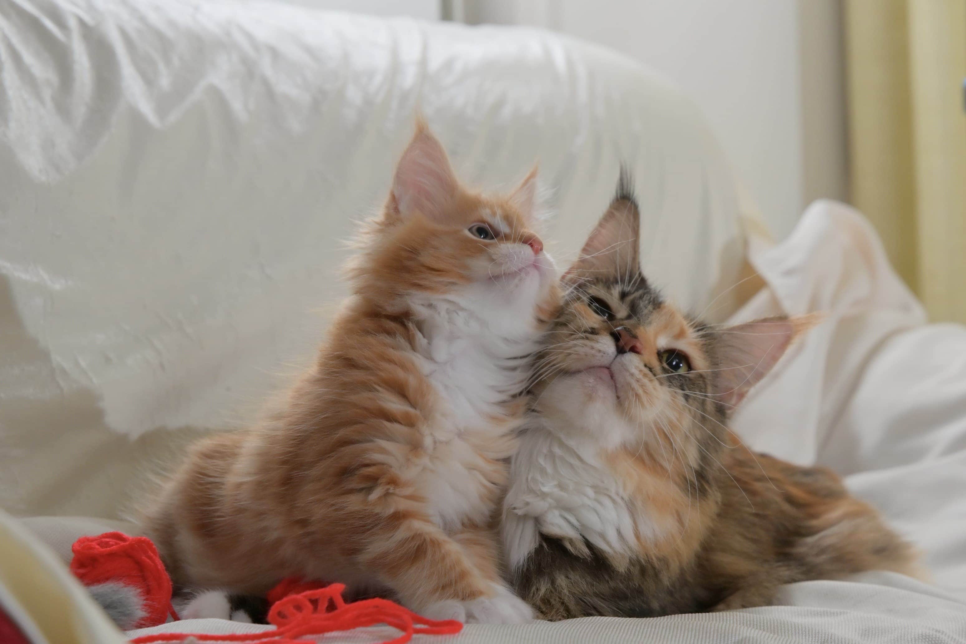 猫の写真