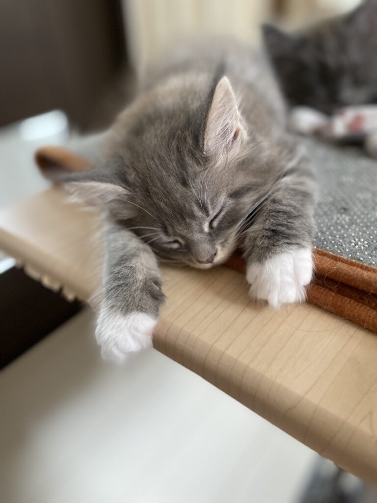 眠っている仔猫