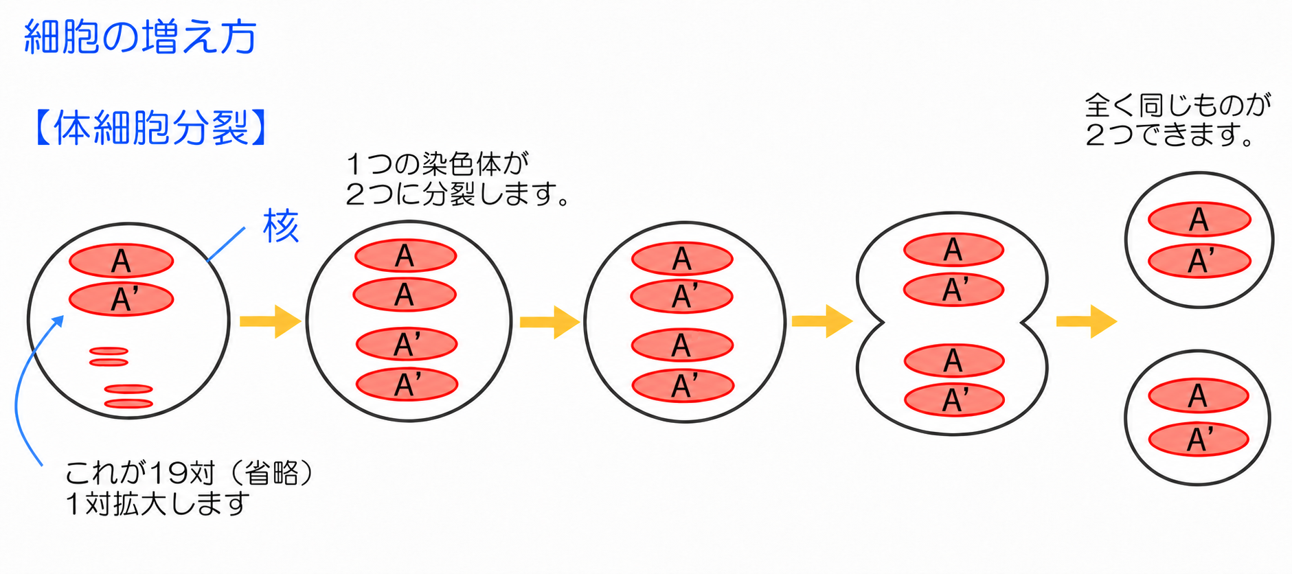 体細胞分裂の図