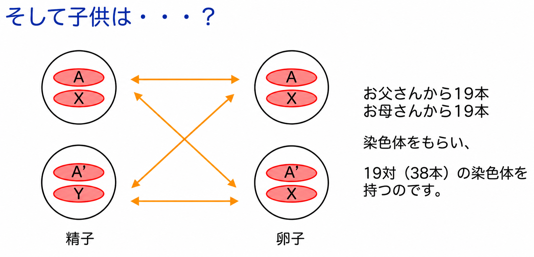 DNA・染色体の拡大図