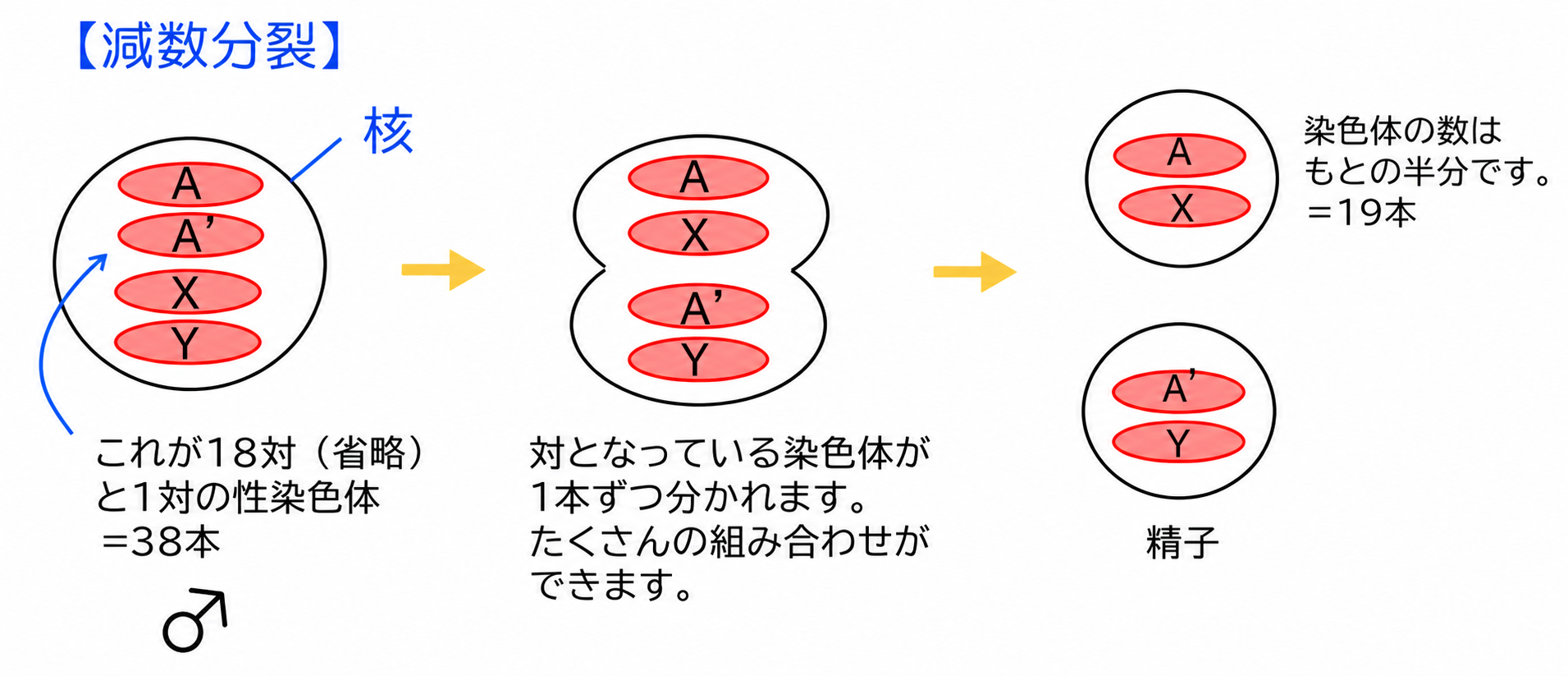 減数分裂の図