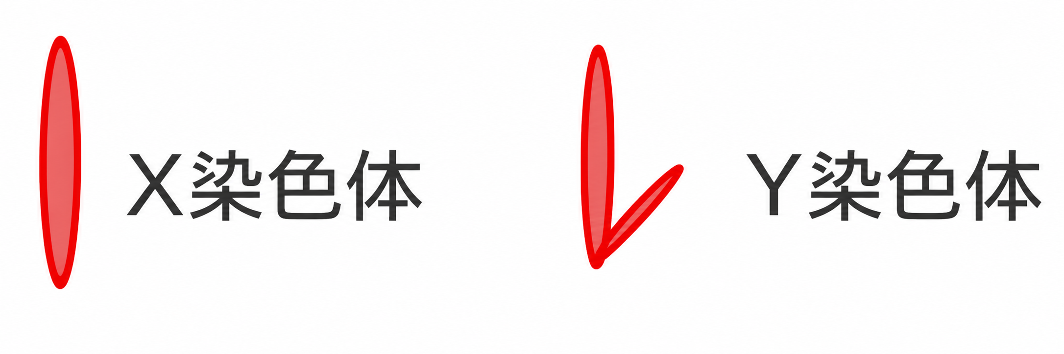 XY染色体