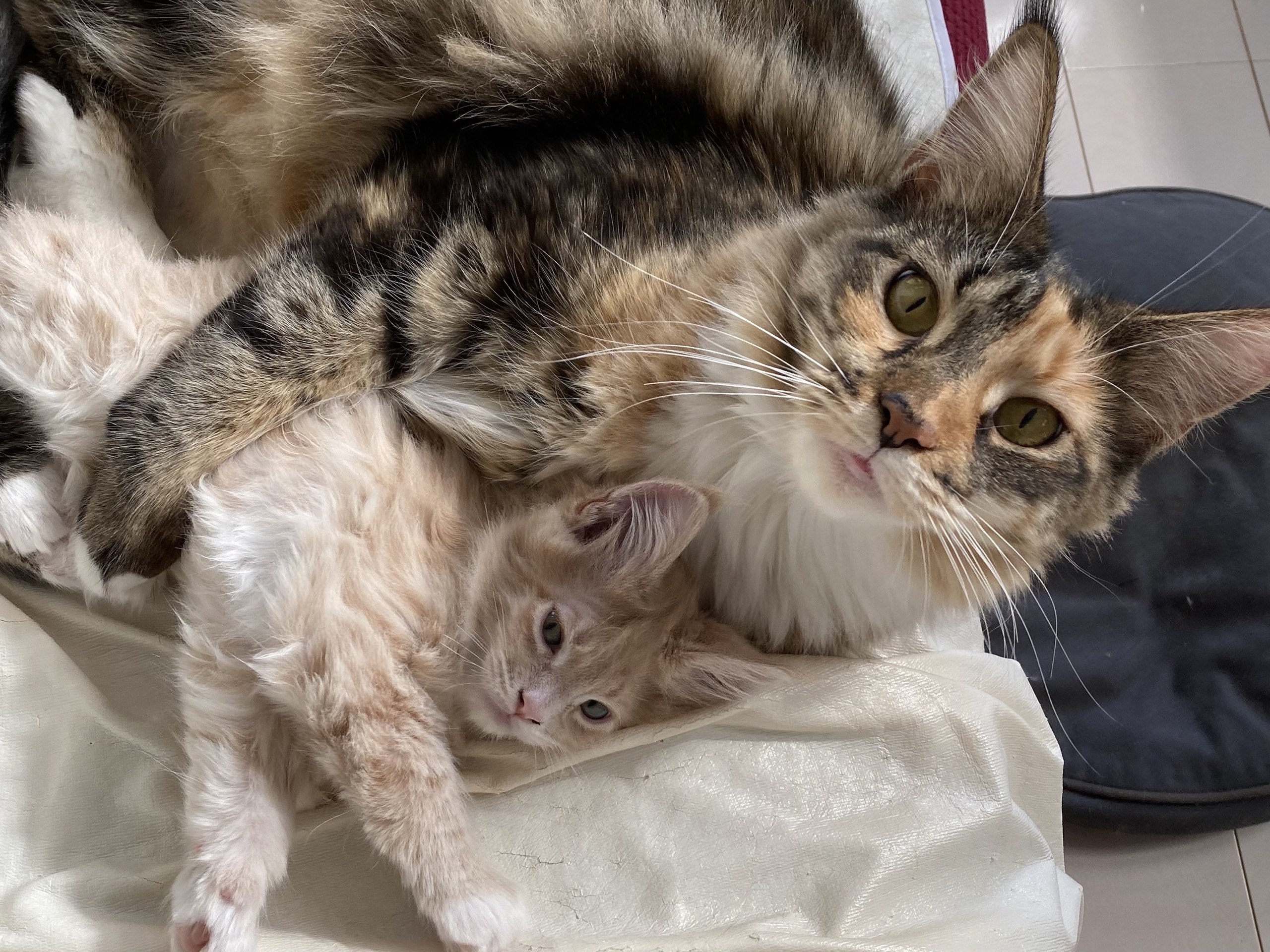 くつろぐ仔猫