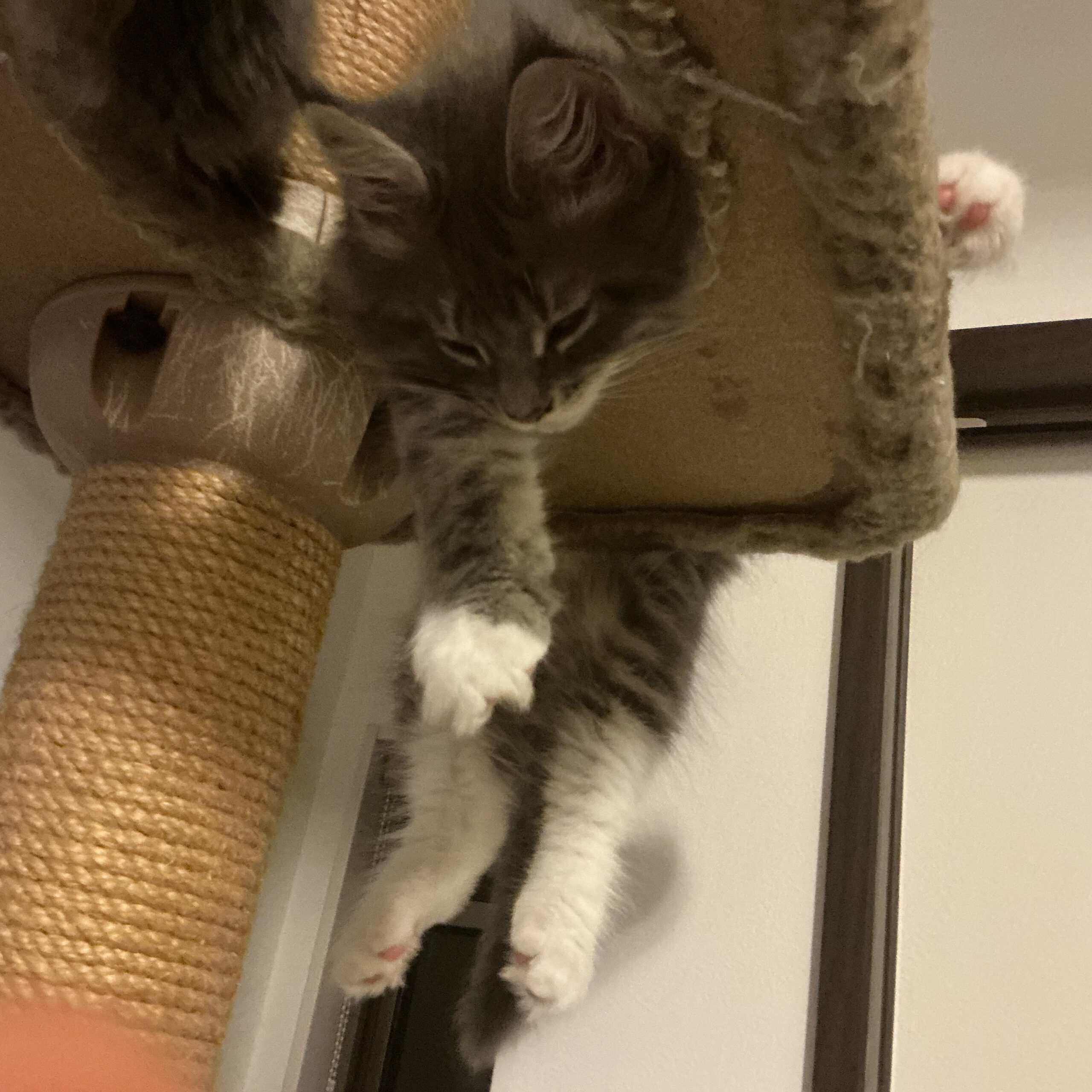 猫タワーでくつろぐ仔猫
