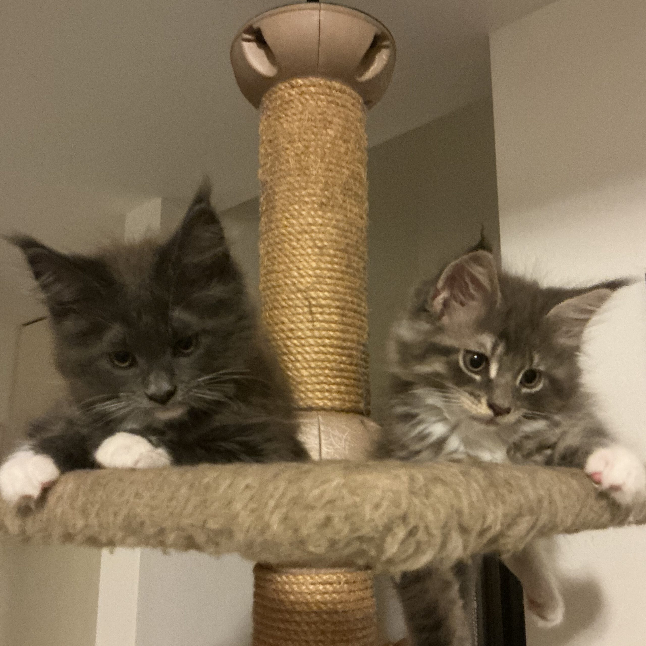 猫タワーの上の仔猫たち