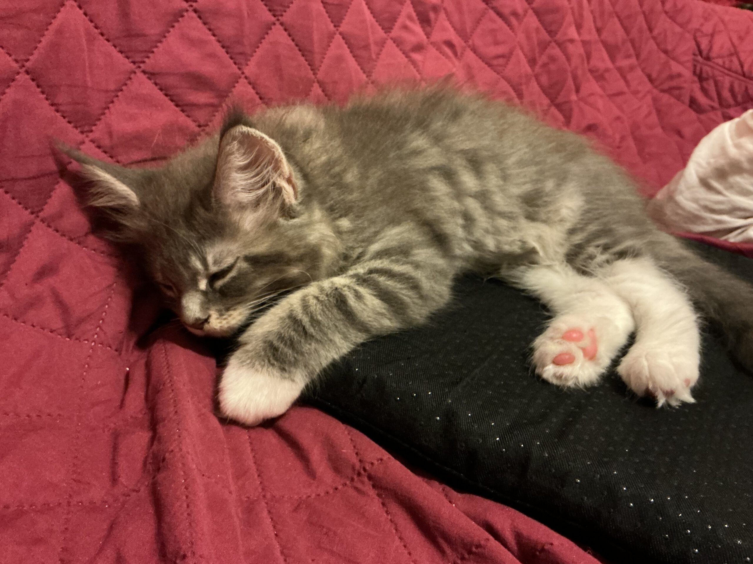 眠る仔猫