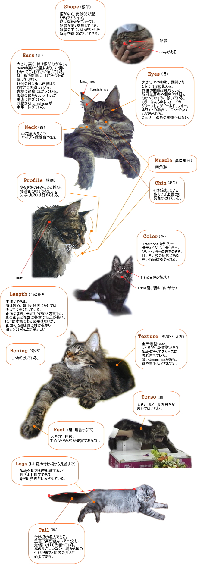 メインクーンの体の特徴（耳・目・被毛・尻尾などの解説図）