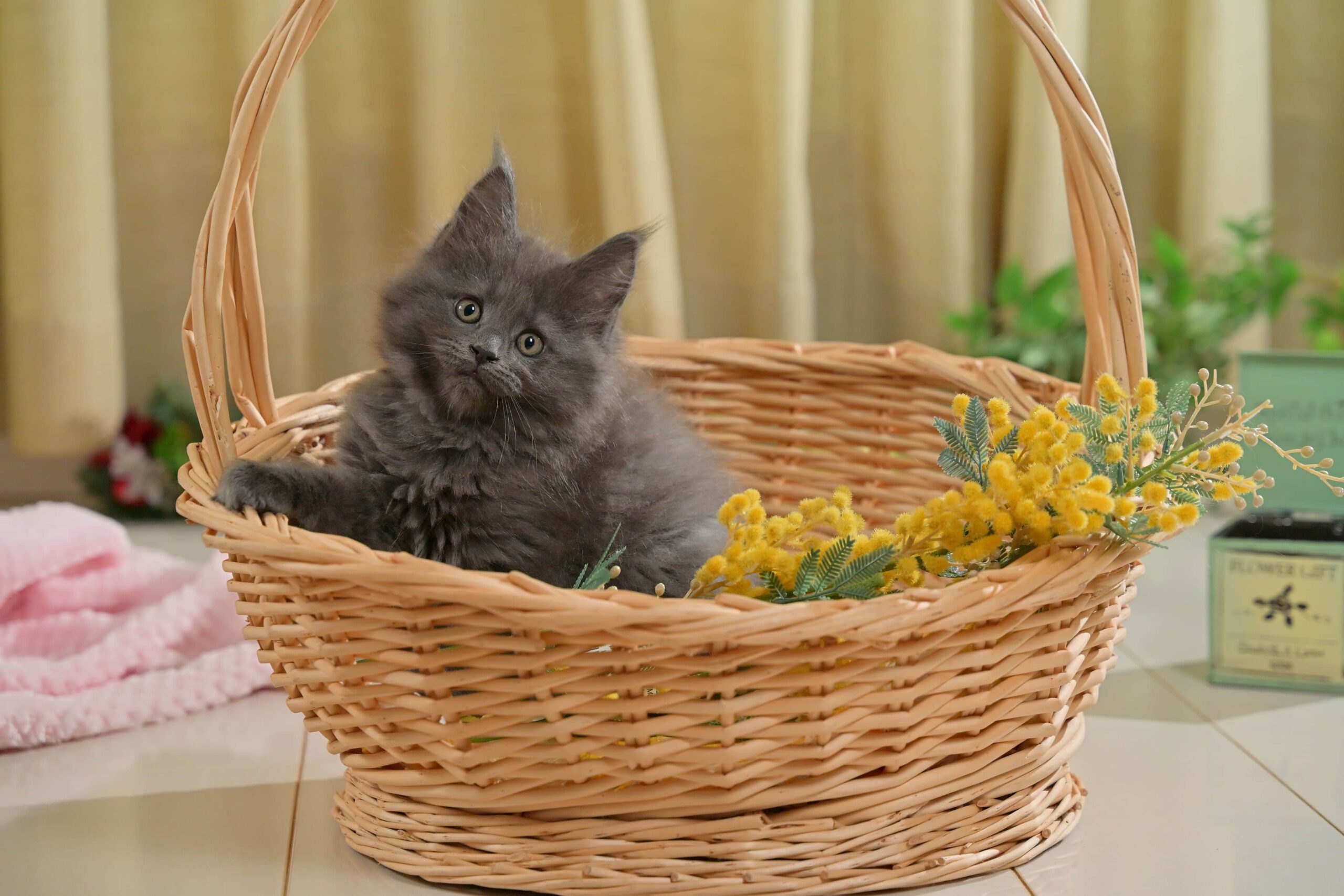 くまちゃんの写真です